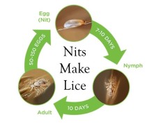 Nits make Lice
